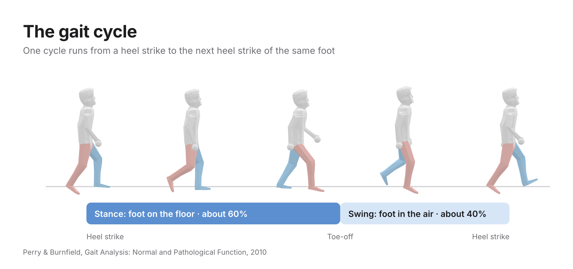The gait cycle from heel strike to the next heel strike of the same foot: stance about 60 percent, toe-off, then swing about 40 percent