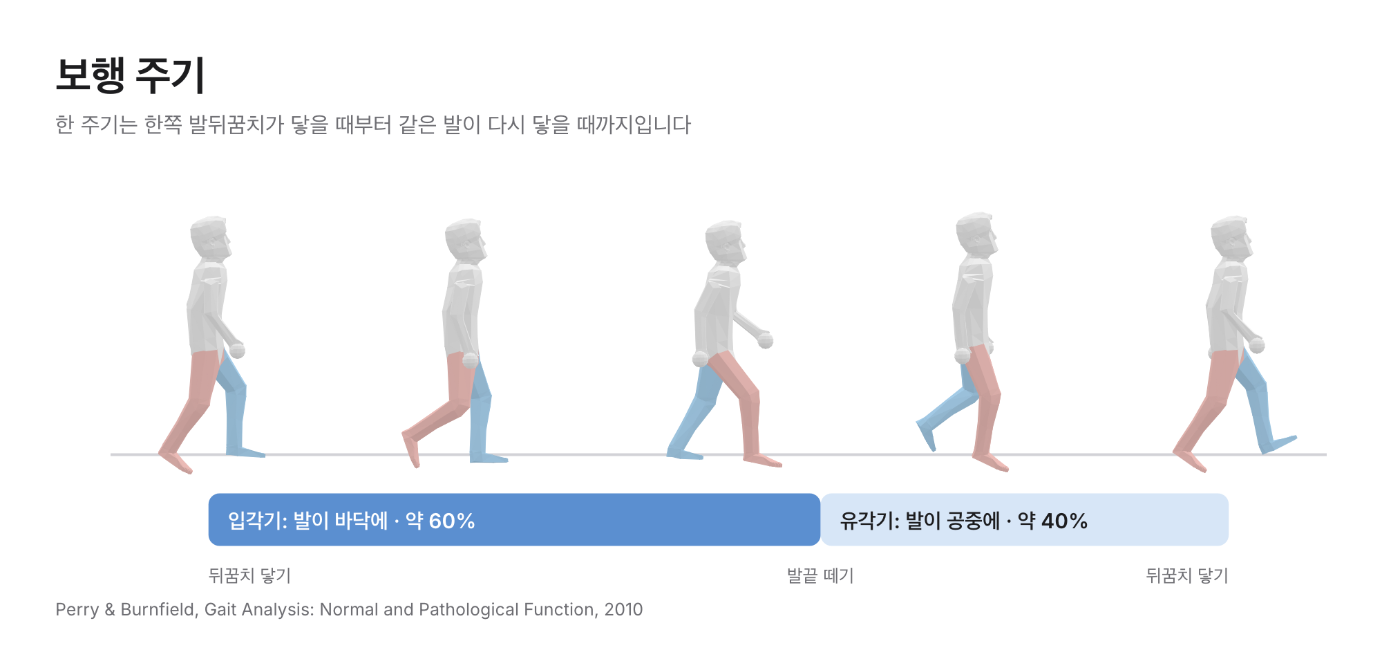 같은 발의 뒤꿈치 닿기부터 다음 뒤꿈치 닿기까지의 보행 주기: 입각기 약 60%, 발끝 떼기, 유각기 약 40%